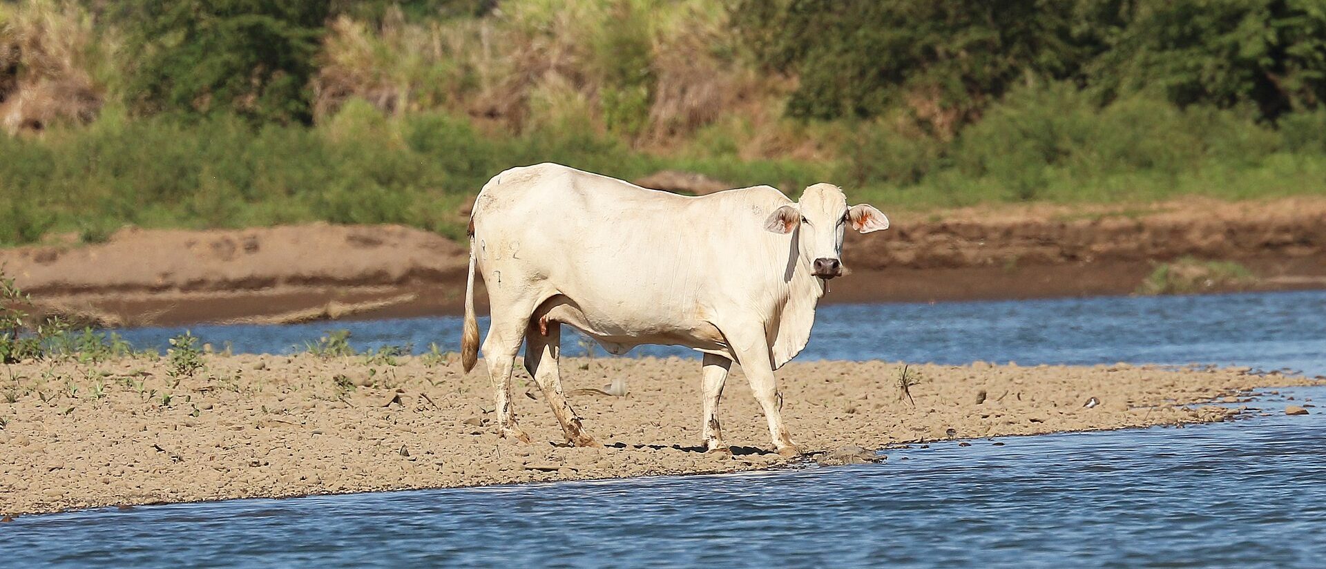 Xmatkuil 2026 suma el Congreso Mundial Brahman