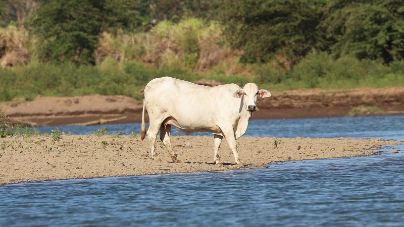 Xmatkuil 2026 suma el Congreso Mundial Brahman