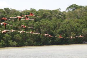 Anillan flamencos en Celestún para seguir su ruta