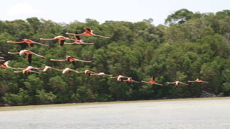 Anillan flamencos en Celestún para seguir su ruta