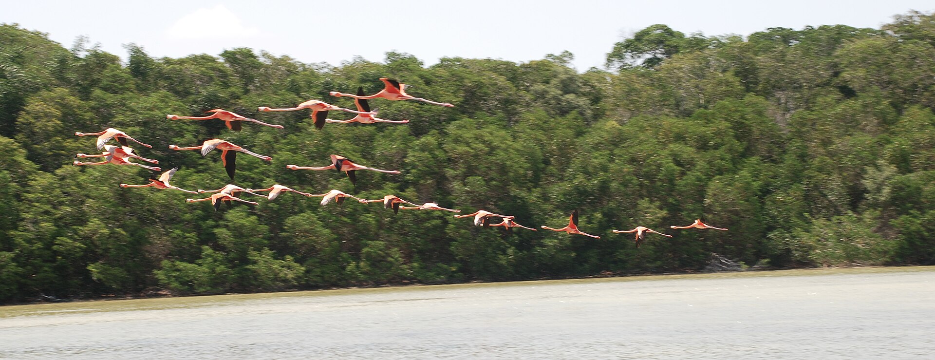 Anillan flamencos en Celestún para seguir su ruta